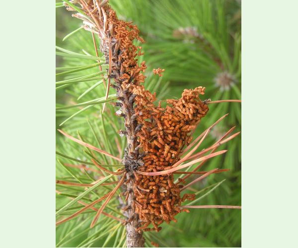 Ploskanka sadenicová