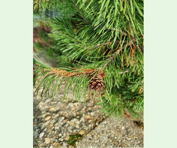 Ploskanka sadenicová