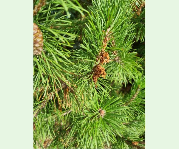 Ploskanka sadenicová