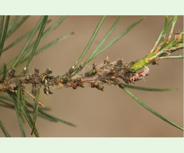 Ploskanka sadenicová