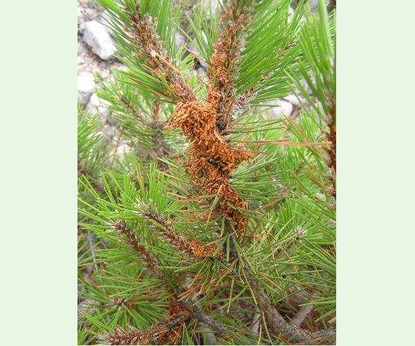 Ploskanka sadenicová