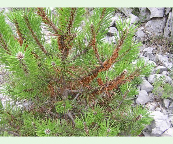 Ploskanka sadenicová