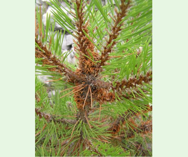 Ploskanka sadenicová