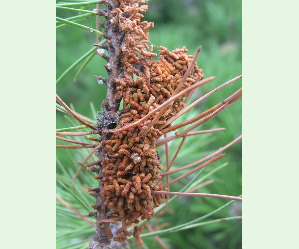 Ploskanka sadenicová