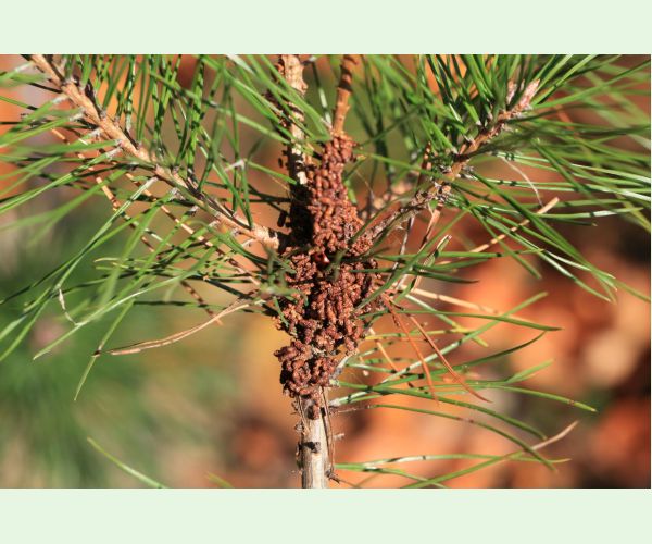 Ploskanka sadenicová