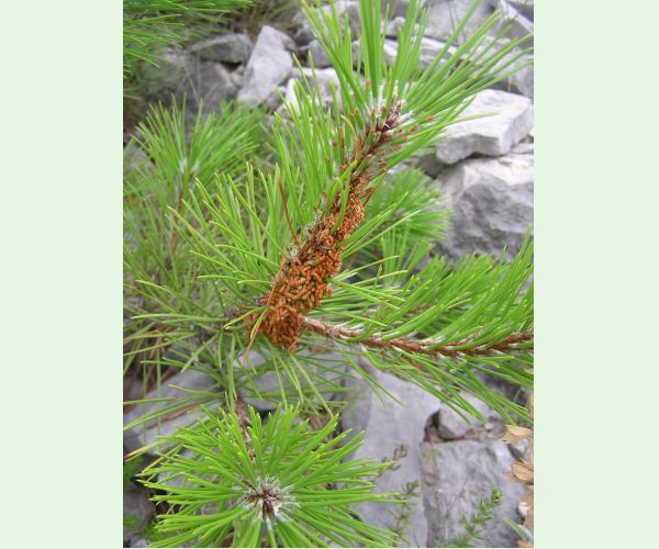 Ploskanka sadenicová