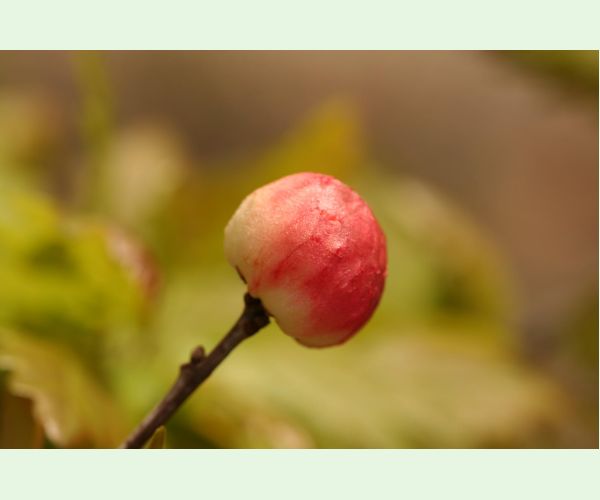 Hrčiarka bezkrídla