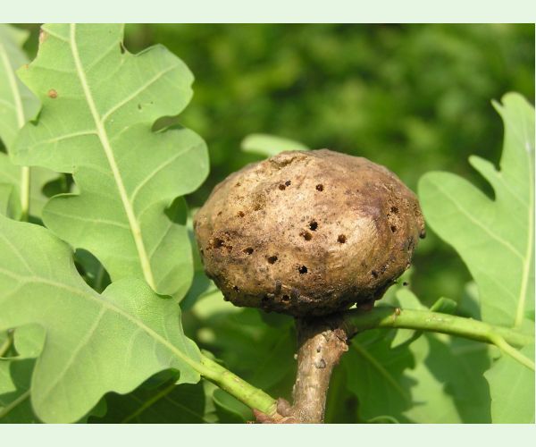 Hrčiarka bezkrídla