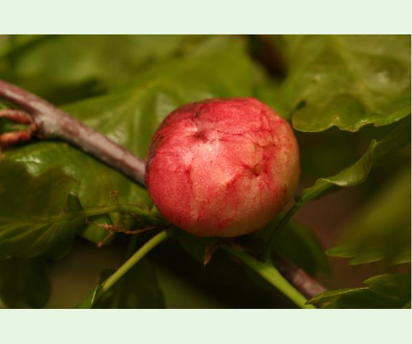 Hrčiarka bezkrídla