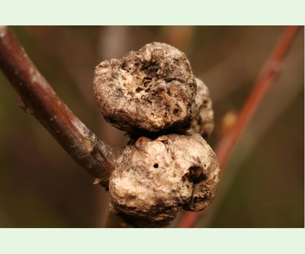 Hrčiarka bezkrídla