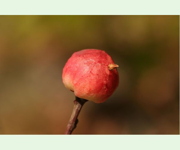 Hrčiarka bezkrídla