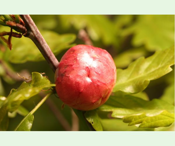 Hrčiarka bezkrídla