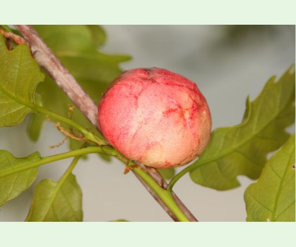 Hrčiarka bezkrídla