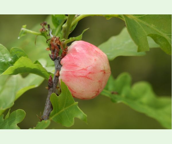 Hrčiarka bezkrídla