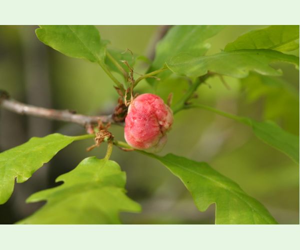 Hrčiarka bezkrídla