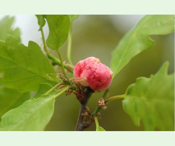 Hrčiarka bezkrídla