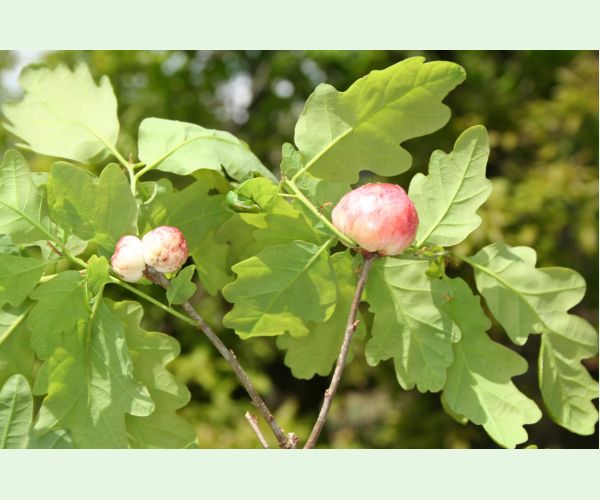 Hrčiarka bezkrídla