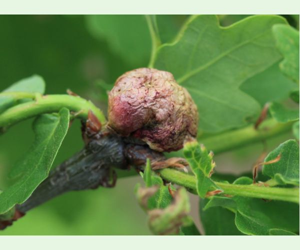 Hrčiarka bezkrídla