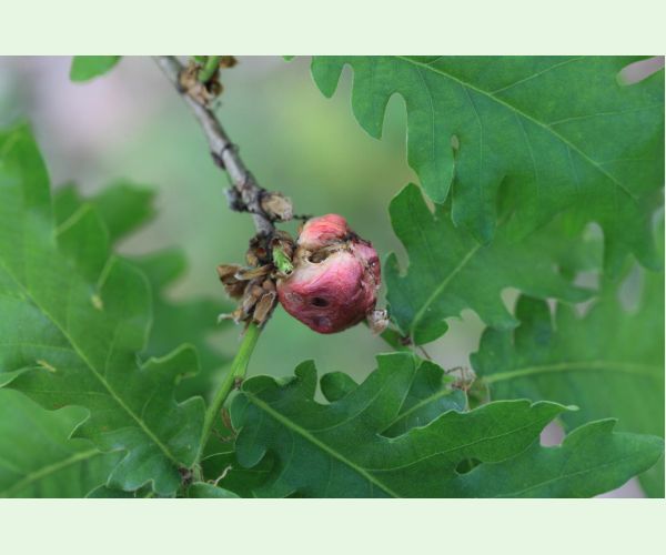 Hrčiarka bezkrídla