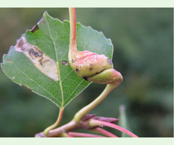 Dutinárka skrutkovitá