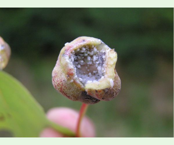 Dutinárka skrutkovitá