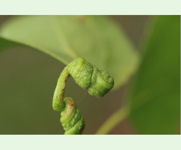 Dutinárka skrutkovitá