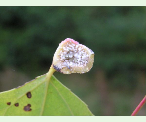 Dutinárka skrutkovitá