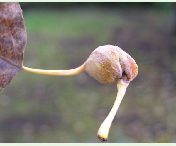 Dutinárka skrutkovitá