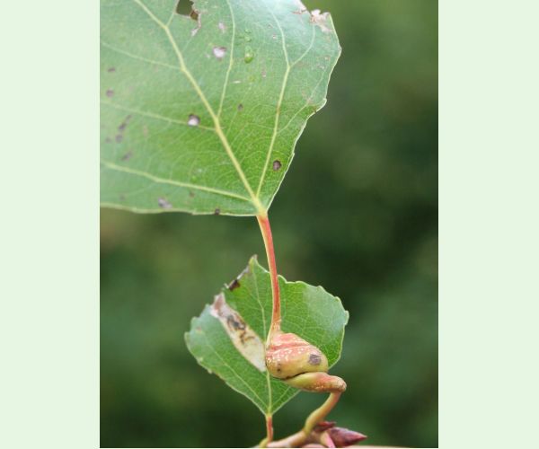 Dutinárka skrutkovitá