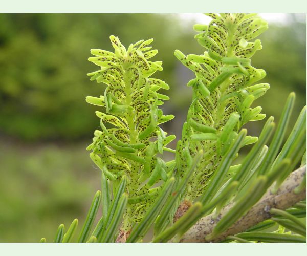 Kôrovnica kaukazská