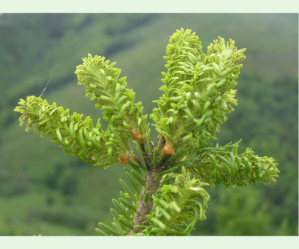 Kôrovnica kaukazská