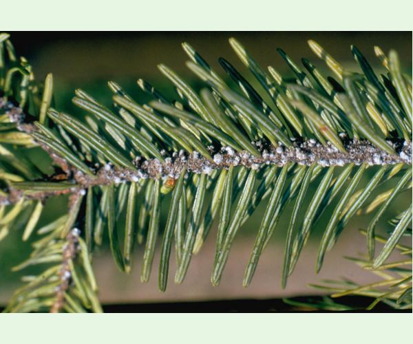 Kôrovnica kaukazská