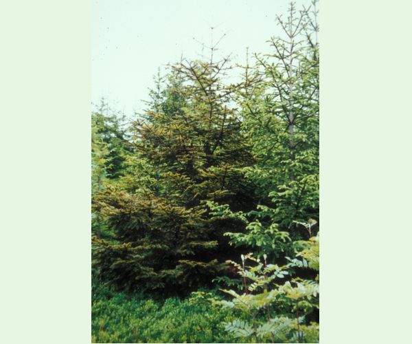 Kôrovnica kaukazská