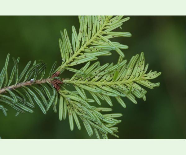 Kôrovnica kaukazská