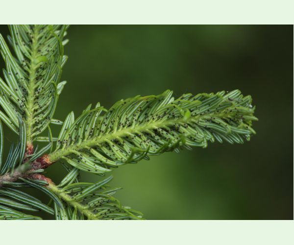 Kôrovnica kaukazská