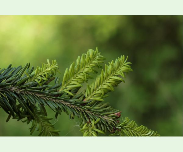 Kôrovnica kaukazská