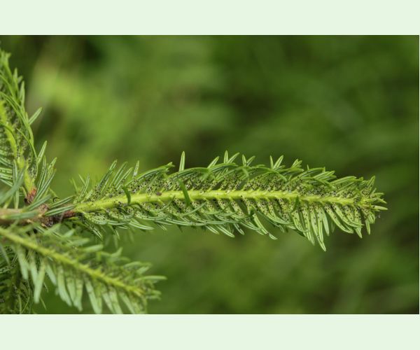 Kôrovnica kaukazská