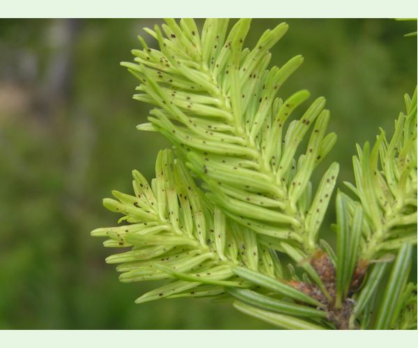 Kôrovnica kaukazská