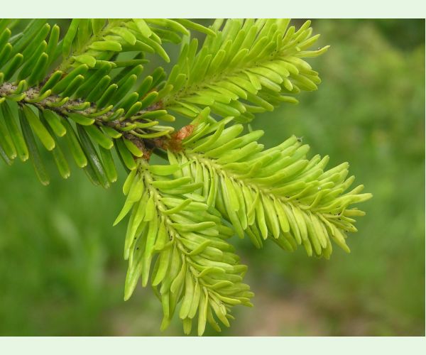 Kôrovnica kaukazská