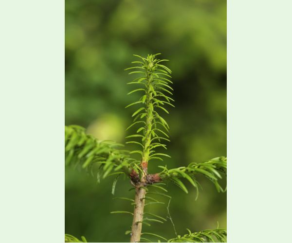 Kôrovnica kaukazská