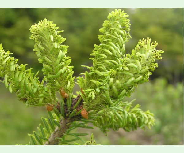 Kôrovnica kaukazská