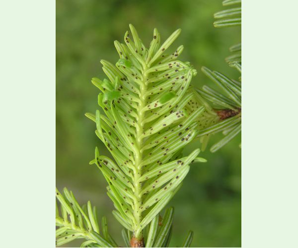 Kôrovnica kaukazská