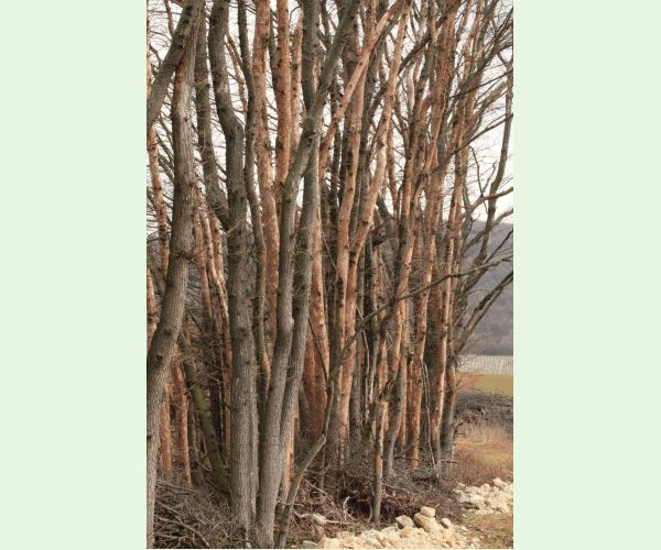 Podkôrniky Scolytus na breste