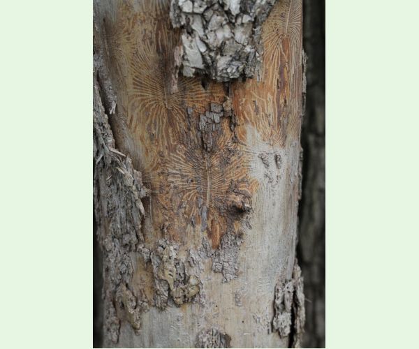 Podkôrniky Scolytus na breste