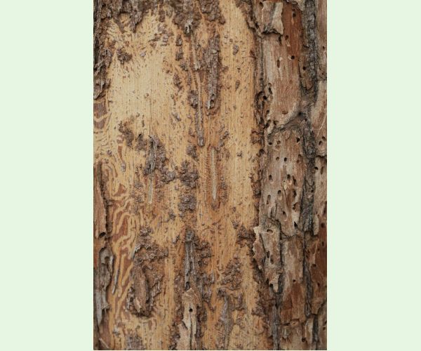 Podkôrniky Scolytus na breste