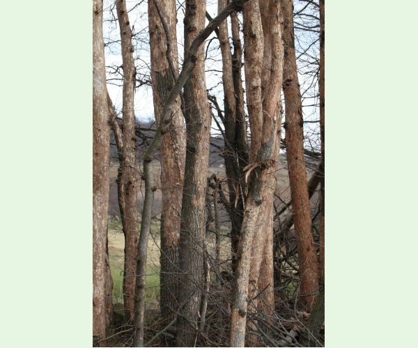 Podkôrniky Scolytus na breste