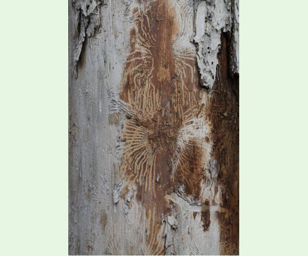 Podkôrniky Scolytus na breste