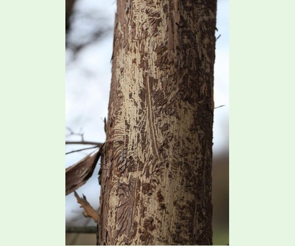 Podkôrniky Scolytus na breste