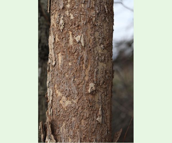 Podkôrniky Scolytus na breste