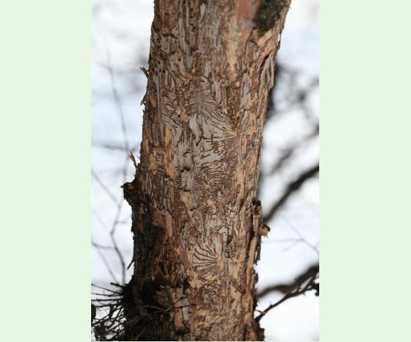 Podkôrniky Scolytus na breste